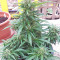 BCN Power Plant Autoflower (Seedstockers) Cannabis-Samen