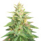 Big Bud Auto-Samen (Herbies Seeds)