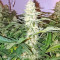 Boulder Bubblegum (Sagarmatha Seeds) Cannabis-Samen