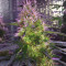 Chemdawg (Humboldt Seeds Organization) Cannabis-Samen