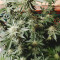 Cinderella 99 (Growers Choice) Cannabis-Samen