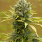 Dinamed CBD Plus (Dinafem Seeds) Cannabis-Samen