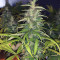 Dr. Grinspoon (Barney's Farm) Cannabis-Samen