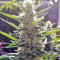 Durban Regular (CannaBioGen) Cannabis-Samen