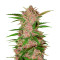 Fastberry Auto (Fast Buds) Cannabis-Samen
