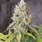 Golden Berry (DNA Genetics) Cannabis-Samen