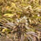 Gorilla Cookies (Big Head Seeds) Cannabis-Samen
