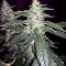 Green Crack (BlimBurn Seeds) Cannabis-Samen