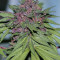 Grizzly Purple Kush (BlimBurn Seeds) Cannabis-Samen