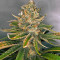 Hawaiian Snow x Wedding Cake x Gelato 33 (GHS) Cannabis-Samen