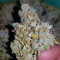 Head Stash Auto (Big Head Seeds) Cannabis-Samen