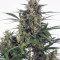 Head Stash Auto (Big Head Seeds) Cannabis-Samen