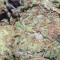 HulkBerry strain