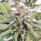 Kali China (Ace Seeds) Cannabis-Samen