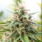 Malawi Breeders Pack regular (Ace Seeds) Cannabis-Samen