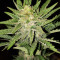 Monster Bruce Banner (Monster Genetics) Cannabis-Samen