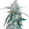 Pineapple (Seedstockers) Cannabis-Samen