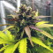 Purple Lemonade Auto feminisierte Samen (Fast Buds)