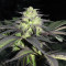 Sapphire Scout (Humboldt Seeds Organization) Cannabis-Samen
