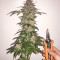 Speedy Chile Fast Flowering (RQS) Cannabis-Samen