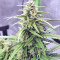 Strawberry Gum (Advanced Seeds) Cannabis-Samen