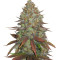 JillyBean regular (TGA Subcool Seeds / SubCool’s The Dank) Cannabis-Samen
