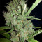 Super Lemon Haze CBD (GHS) Cannabis-Samen