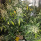 Super Skunk (Seedstockers) Cannabis-Samen