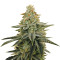 Tha Melon Regular (Karma Genetics) Cannabis-Samen