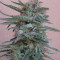 Tikal (Ace Seeds) Cannabis-Samen