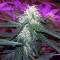 White Diesel Haze Automatic (White Label) Cannabis-Samen