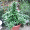 Ak Automatic (BlimBurn Seeds) Cannabis-Samen