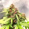 Auto Super OG Kush (Pyramid Seeds) Cannabis-Samen