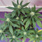 Critical + 2.0 (Dinafem Seeds) Cannabis-Samen