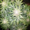 Cropical Fruit Auto (Cream of the Crop Seeds)