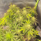Dutch Power Auto (Kera Seeds) Cannabis-Samen