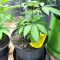 Girl Scout Cookies (Blackskull Seeds) Cannabis-Samen