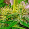 Hubble Bubble (Mandala seeds) Cannabis-Samen