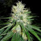 Jack Herer feminisierte Samen (Seedkeepers)
