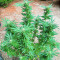 Kali Banner feminisierte Samen (AlphaFem Seeds)