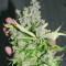 Purple Haze 1 (Positronics Seeds) Cannabis-Samen