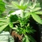 West Coast O.G. Auto (Fast Buds) Cannabis-Samen zu verkaufen