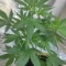 West Coast O.G. Auto (Fast Buds) Cannabis-Samen zu verkaufen