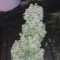 Original Auto Sour Diesel (Fast Buds) Cannabis-Samen zu verkaufen