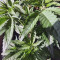 Kaufe Purple Punch OG Samen feminisiert von Sweet Seeds
