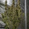 Kaufe Godzilla Cookies Auto Samen feminisiert von Herbies Seeds