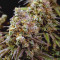 White Widow (Dutch Passion) Cannabis-Samen