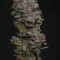 Cream Mandarine XL Auto (Sweet Seeds) Cannabis-Samen