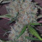 Original Auto White Widow (Fast Buds) Cannabis-Samen zu verkaufen