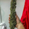 CBD Auto 20:1 (Fast Buds) Cannabis-Samen